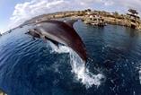 Dolphin Reef, Eilat 